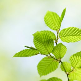 beech leaves in spring
