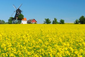 Rapeseed field and windmill